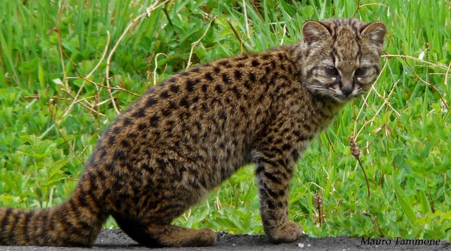 world’s-smallest-wildcat,-the-kodkod,-faces-threats-to-survival