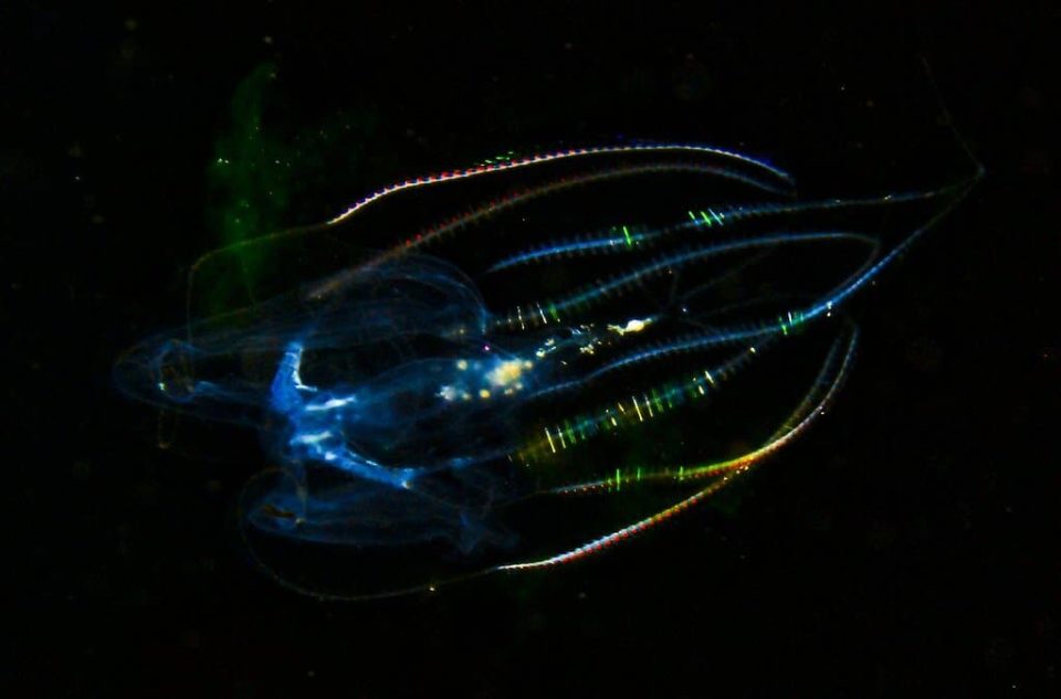 study-shows-comb-jellies’-bizzare-fusion-behavior-after-injury