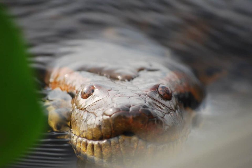 giant-anaconda-discovered-in-the-amazon-is-the-world’s-biggest-snake