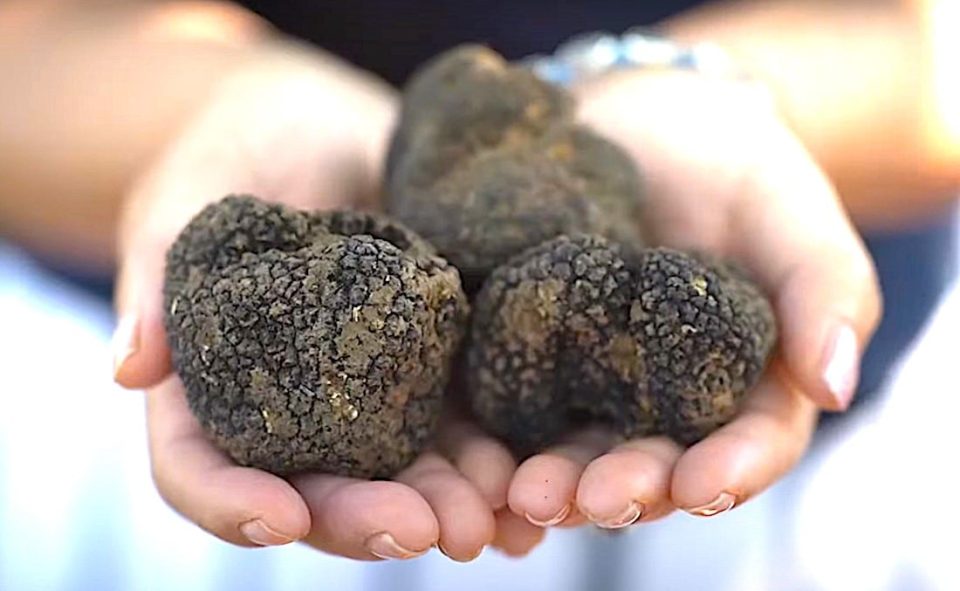 the-art-of-truffle-hunting:-reviving-greece’s-ancient-delicacy