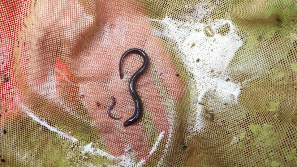 dna-analysis-confirms-rare-lamprey-fish-still-exists-in-greece