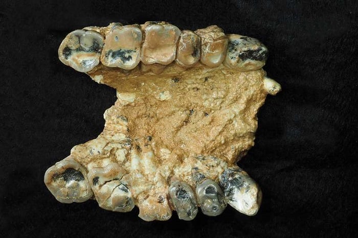 fossils-in-greece-suggest-human-ancestors-evolved-in-europe,-not-africa