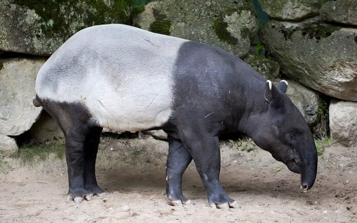 south-america’s-biggest-mammal-reappears-after-100-years