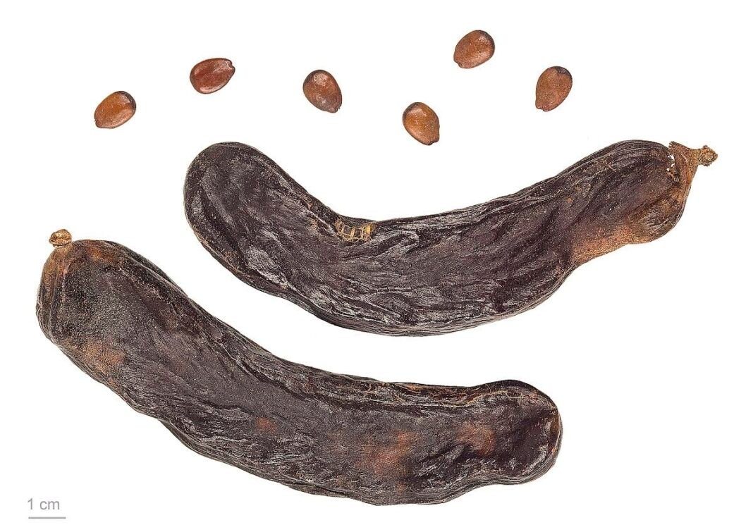 from-ancient-greek-carob-seeds-to-modern-carats:-the-origins-of-a-precious-measurement