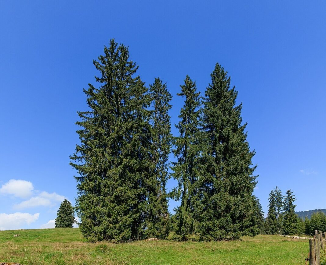 forest-trees-synchronize-during-solar-eclipse,-new-study-reveals