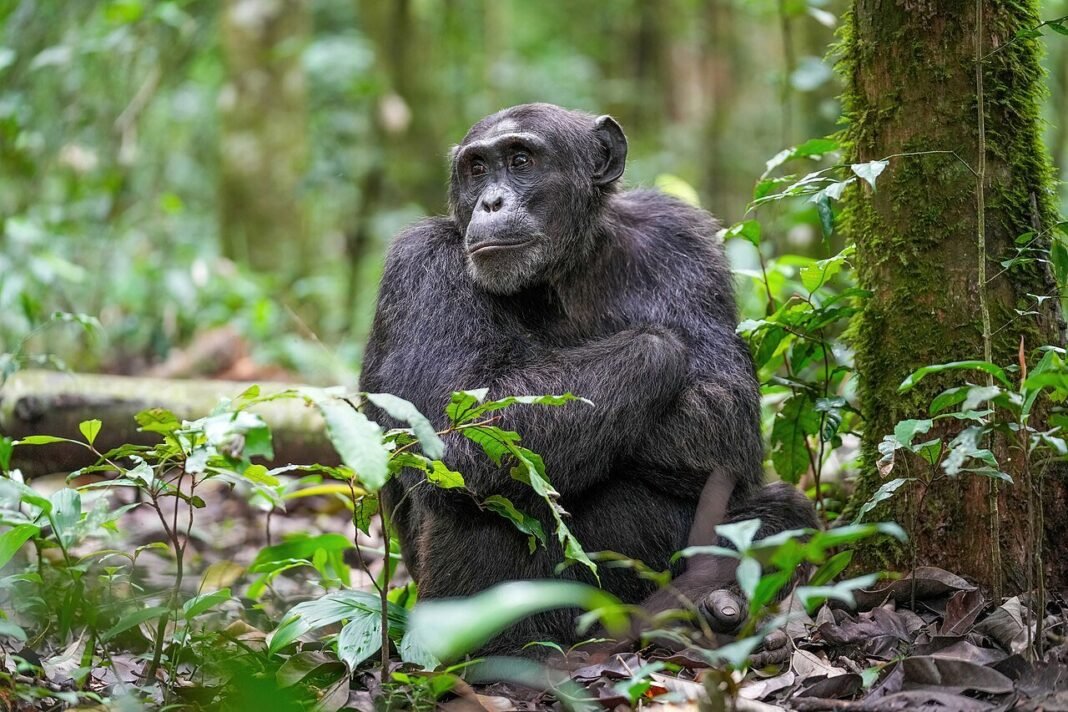 alpha-male-myth-debunked-in-primate-study