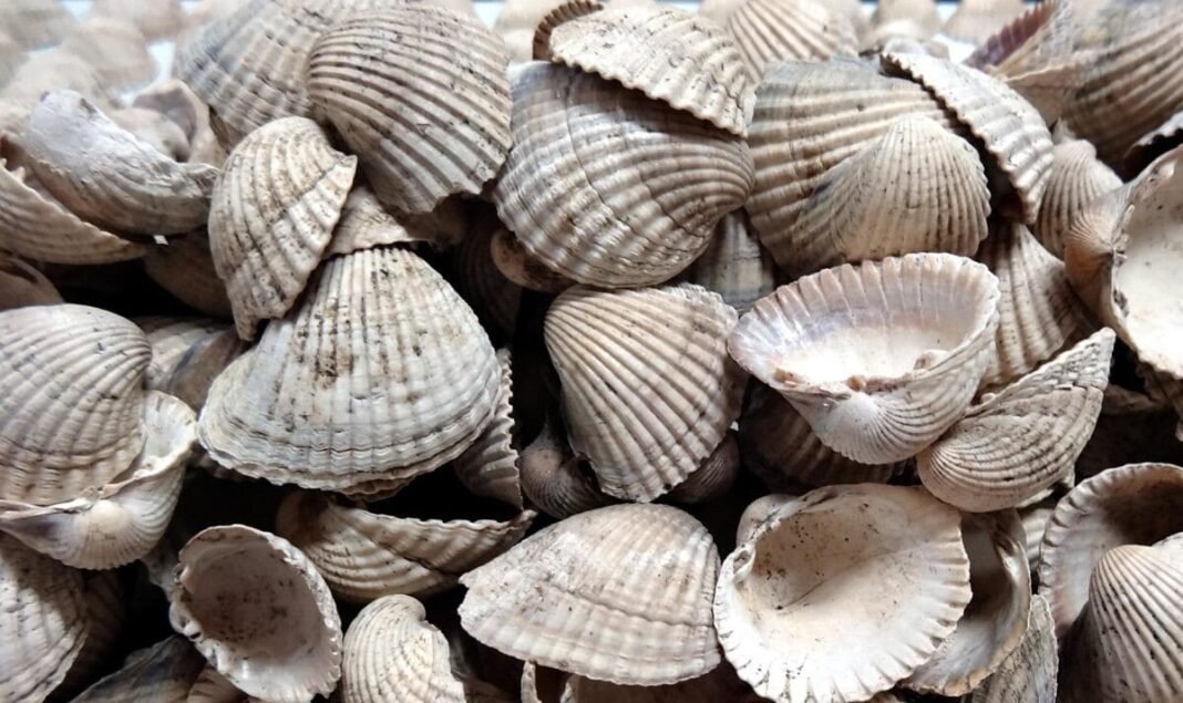 remains-of-massive-ancient-feast-in-greece-reveal-eating-habits-from-7,500-years-ago