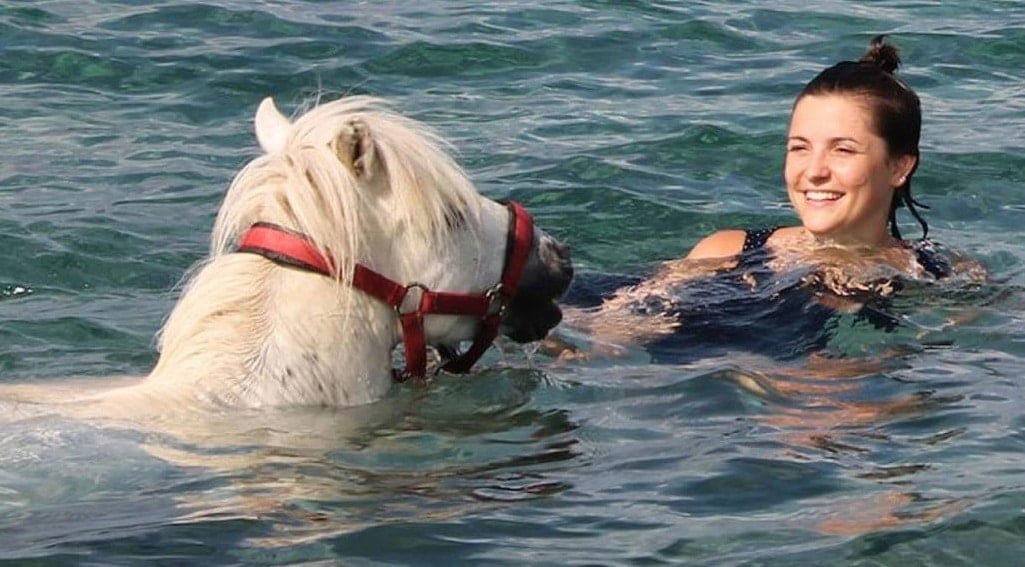 the-miniature-horse-of-greece’s-skyros:-a-race-against-time