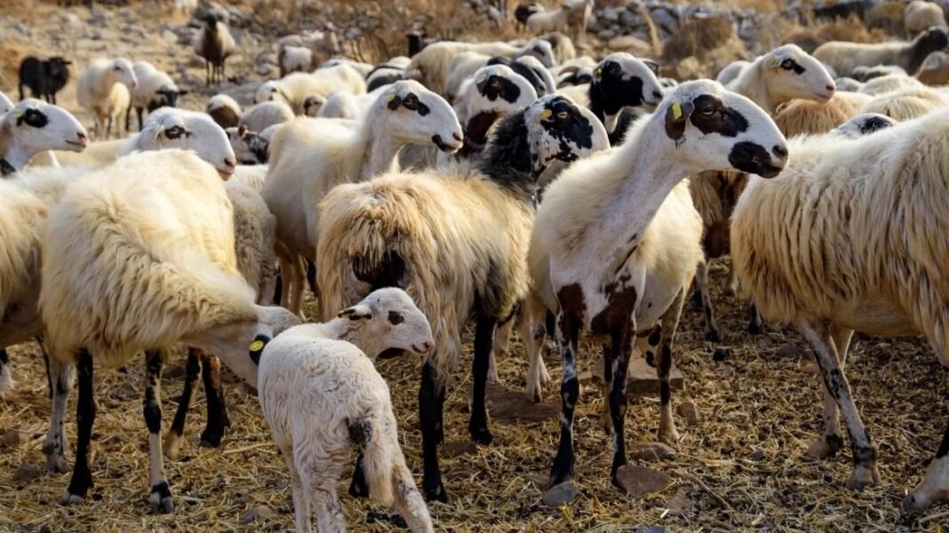 Σε-κατάσταση-συναγερμού-12-περιοχές-της-Ελλάδας-λόγω-ευλογιάς-των-αιγοπροβάτων-–-Επτά-έκτακτα-μέτρα-για-την-αντιμετώπισή-της