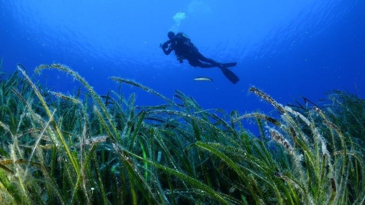 carbon-absorbing-posidonia-seagrass-gardens-planted-in-greek-seas
