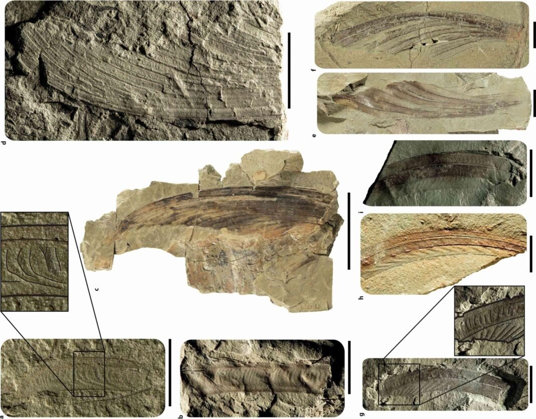prehistoric-monkey-tailed-lizard-unearthed-in-france