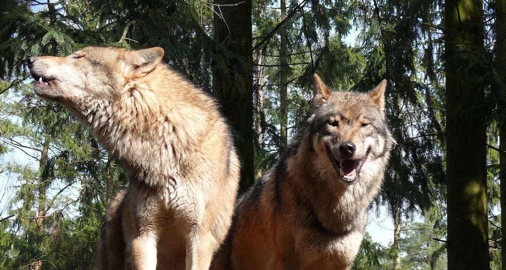 after-almost-a-century,-wolves-return-to-peloponnese,-greece
