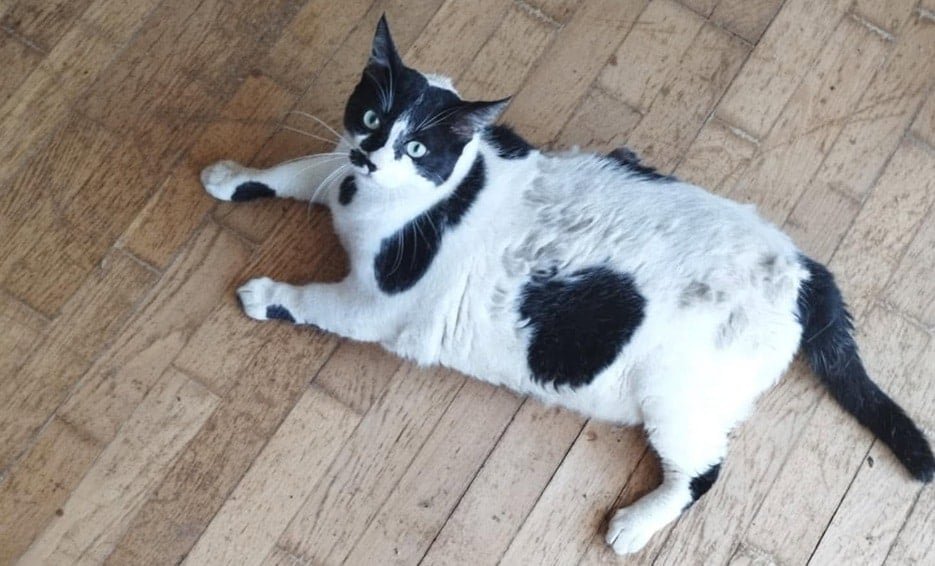 viral-greek-cat-chonkus-maximus-finds-peace-after-fame-nearly-broke-her
