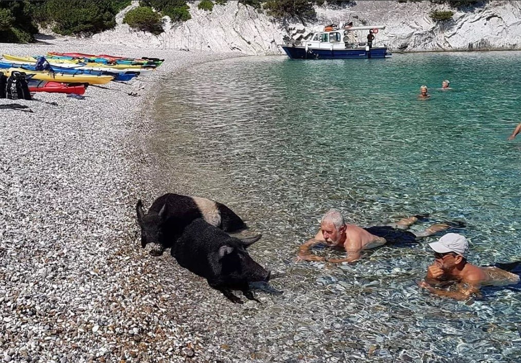 a-wild-swim:-tourists-chased-by-boar-in-greece