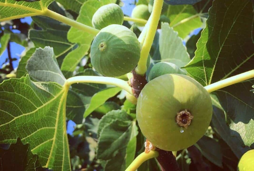 the-fig:-an-iconic-greek-summer-fruit-since-ancient-times