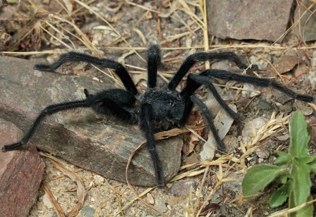 male-tarantulas-evolved-record-long-genitalia-to-avoid-being-killed-by-females