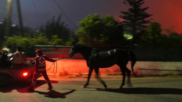 Διάσωση-αλόγου-από-το-πύρινο-μέτωπο-στην-Ανατολική-Αττική