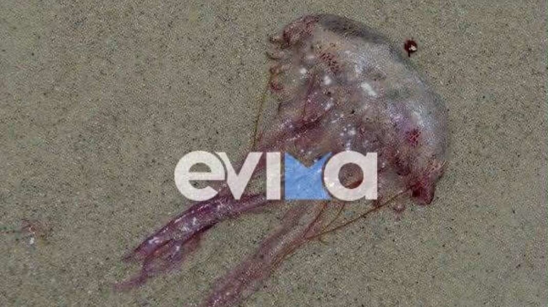 Γέμισαν-με-μωβ-μέδουσες-οι-παραλίες-της-Εύβοιας-–-Δείτε-φωτογραφίες