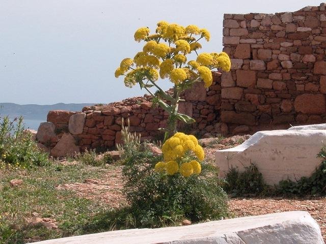 miracle-plant-used-in-ancient-greece-rediscovered-after-2,000-years