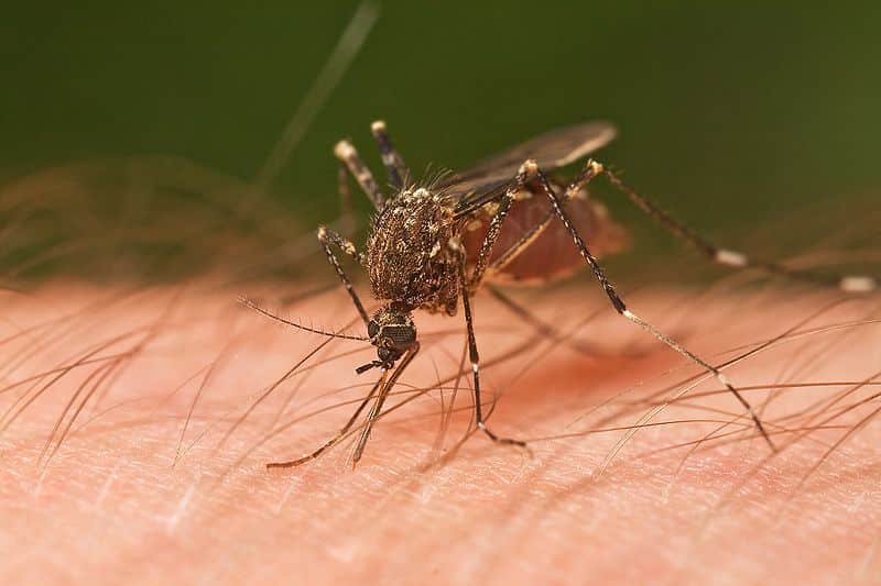 greece-reports-first-two-deaths-from-west-nile-virus-in-2025
