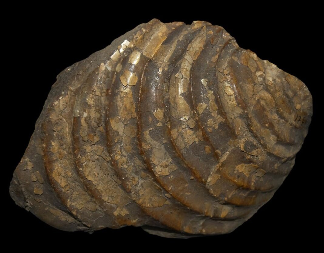 100-million-year-old-pearl-unveiled-in-australia