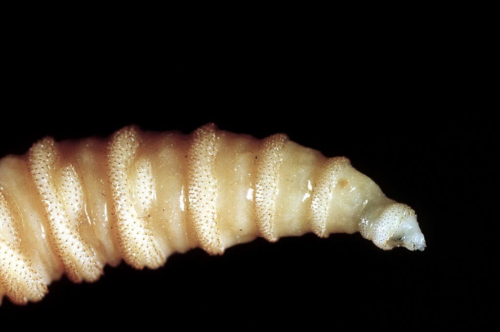 first-human-case-of-flesh-eating-worm-detected-in-the-us