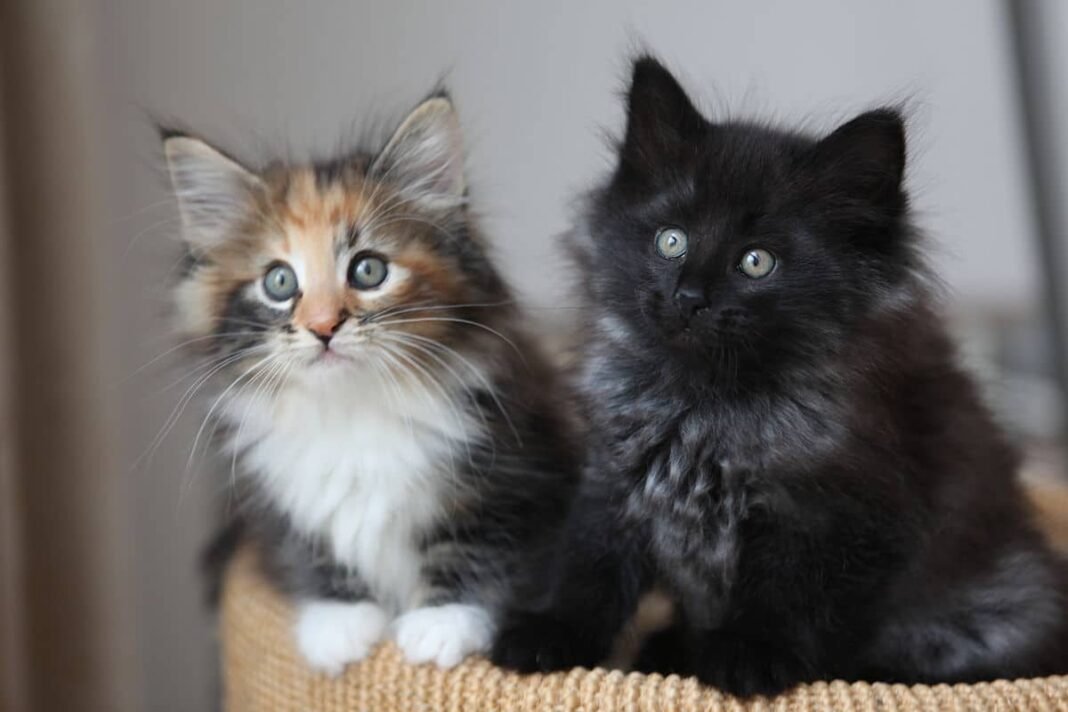 aegean-airlines-faces-second-incident-involving-lost-cats