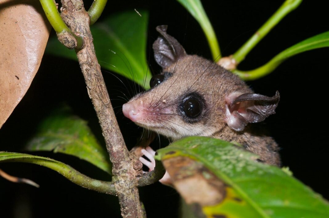 new-animal-discovered-in-peru’s-andes