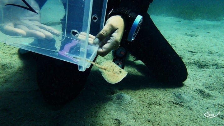 hatched-endangered-ray-released-into-the-sea-in-greece
