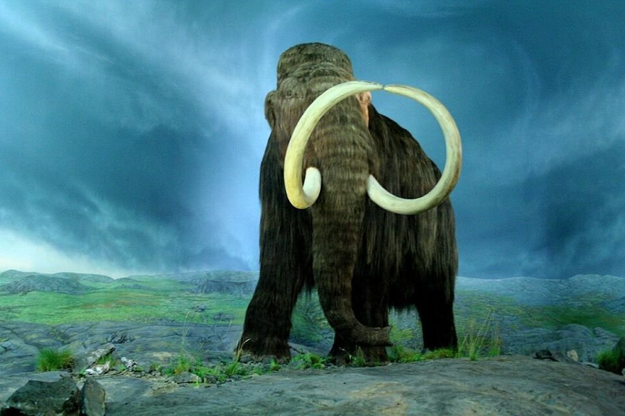 how-humans-transformed-animal-communities-over-50,000-years
