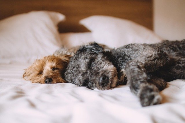 Προ-των-πυλών-τα-pet-rooms-–-Ειδικό-σήμα-για-τουριστικά-καταλύματα-φιλικά-προς-τα-ζώα-συντροφιάς