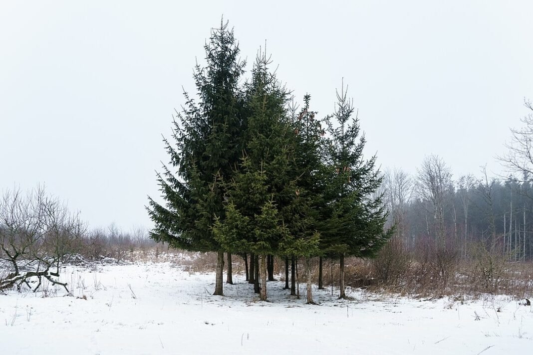 scientists-discover-tree-that-can-make-gold