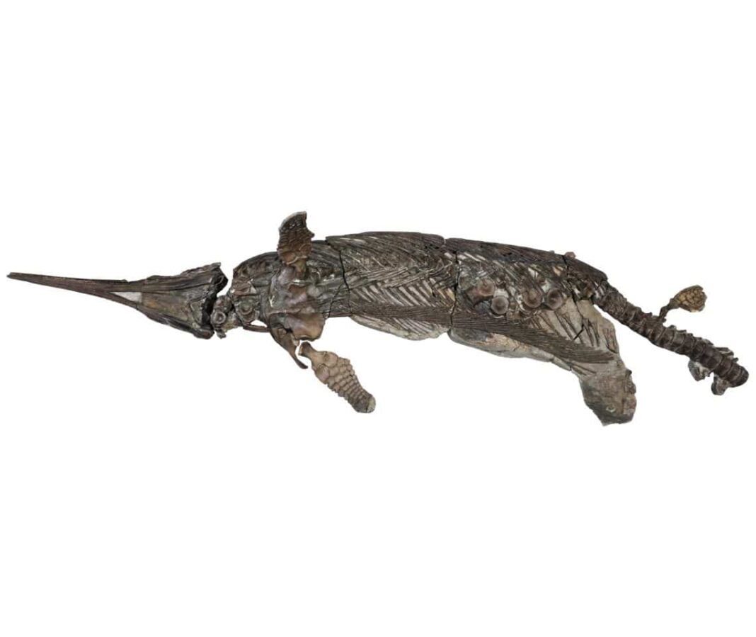 new-jurassic-sea-reptile-species-found-in-the-uk-fills-evolutionary-gap