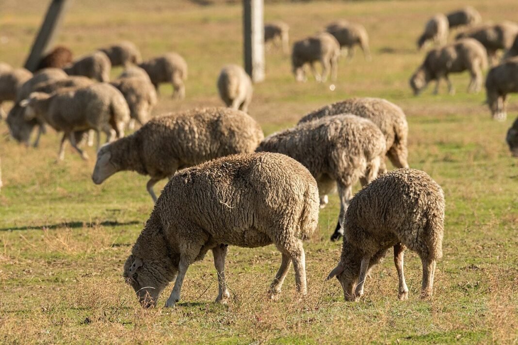 Greek Farmers Turn to Unlicensed Vaccines Amid Sheeppox Outbreak