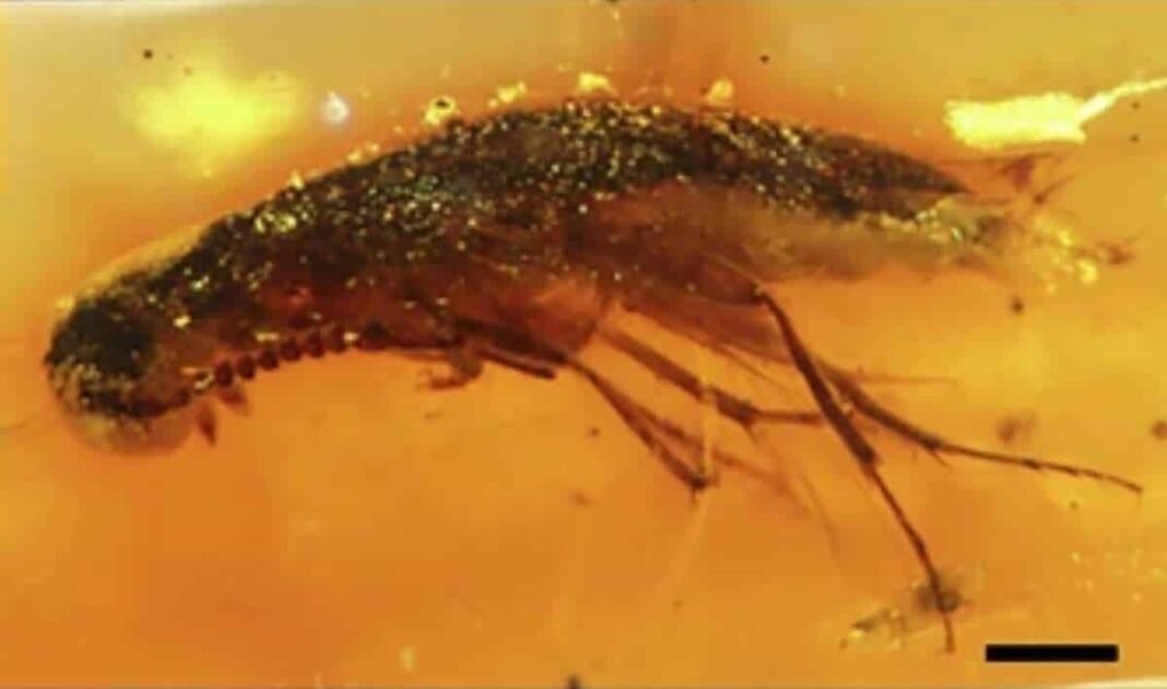 million-year-old-insects-trapped-in-amber-discovered-in-ecuador