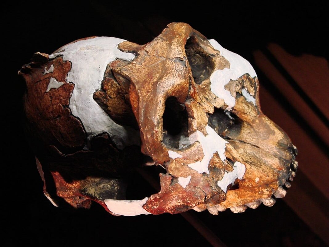 million-year-old-fossil-changes-what-we-know-about-human-hands-and-feet