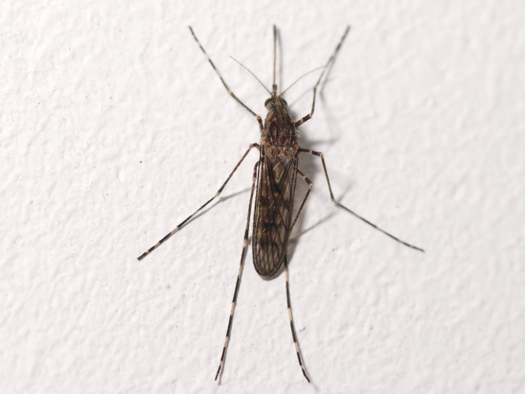 Iceland Records First Mosquitoes Amid Rapid Arctic Warming