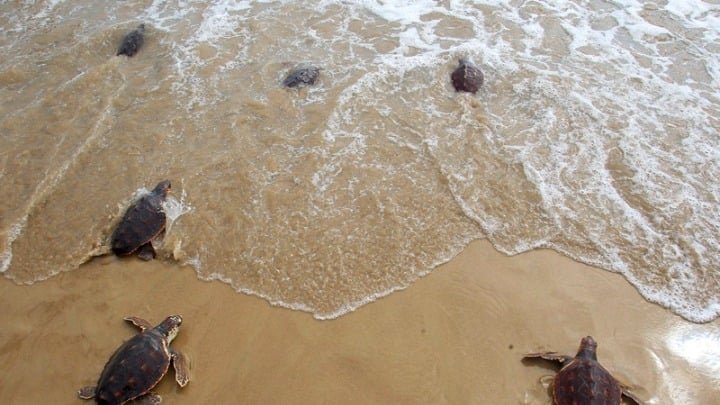 record-nesting-signals-hope-for-greece’s-sea-turtles record-nesting-signals-hope-for-greece’s-sea-turtles