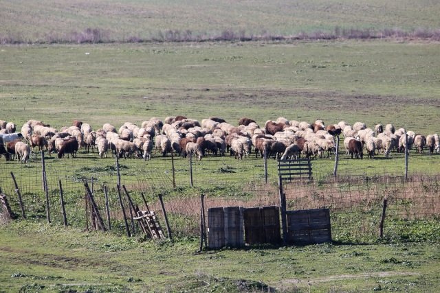 Μέτρα-για-αγρότες-και-κτηνοτρόφους:-Νέα-ΠΝΠ-σήμερα-για-ενισχύσεις-σε-παραγωγούς-και-Περιφέρειες Μέτρα-για-αγρότες-και-κτηνοτρόφους:-Νέα-ΠΝΠ-σήμερα-για-ενισχύσεις-σε-παραγωγούς-και-Περιφέρειες