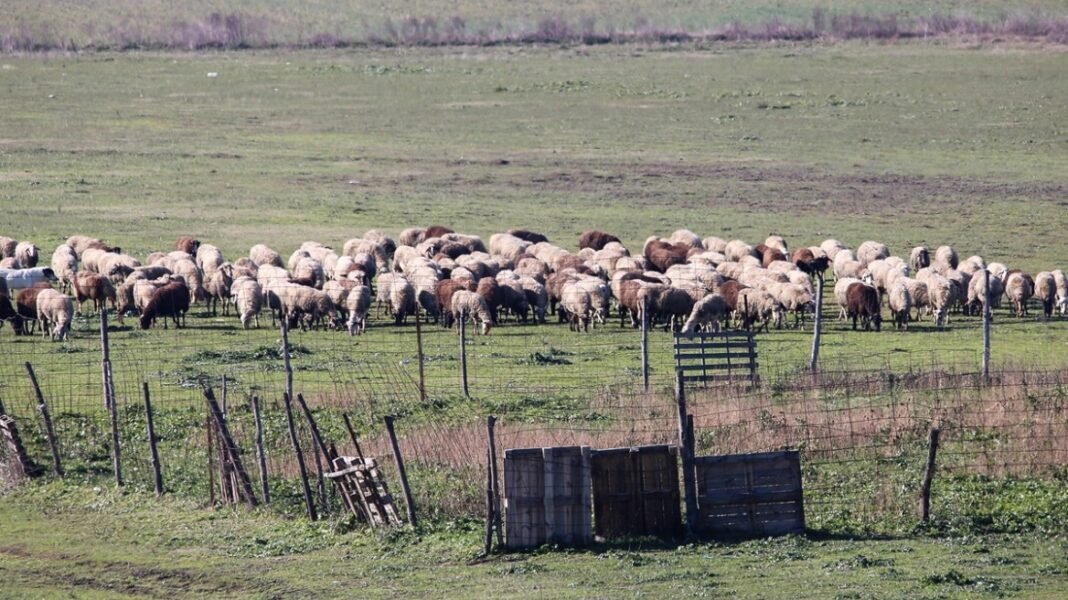 provata.jpg Μέτρα για αγρότες και κτηνοτρόφους: Νέα ΠΝΠ σήμερα για ενισχύσεις σε παραγωγούς και Περιφέρειες