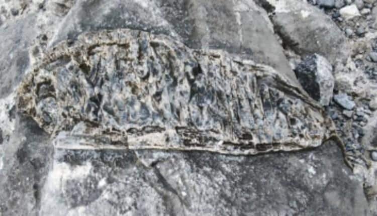 fish-fossil-found-in-samaria-gorge—a-relic-of-crete’s-ancient-sea fish-fossil-found-in-samaria-gorge—a-relic-of-crete’s-ancient-sea