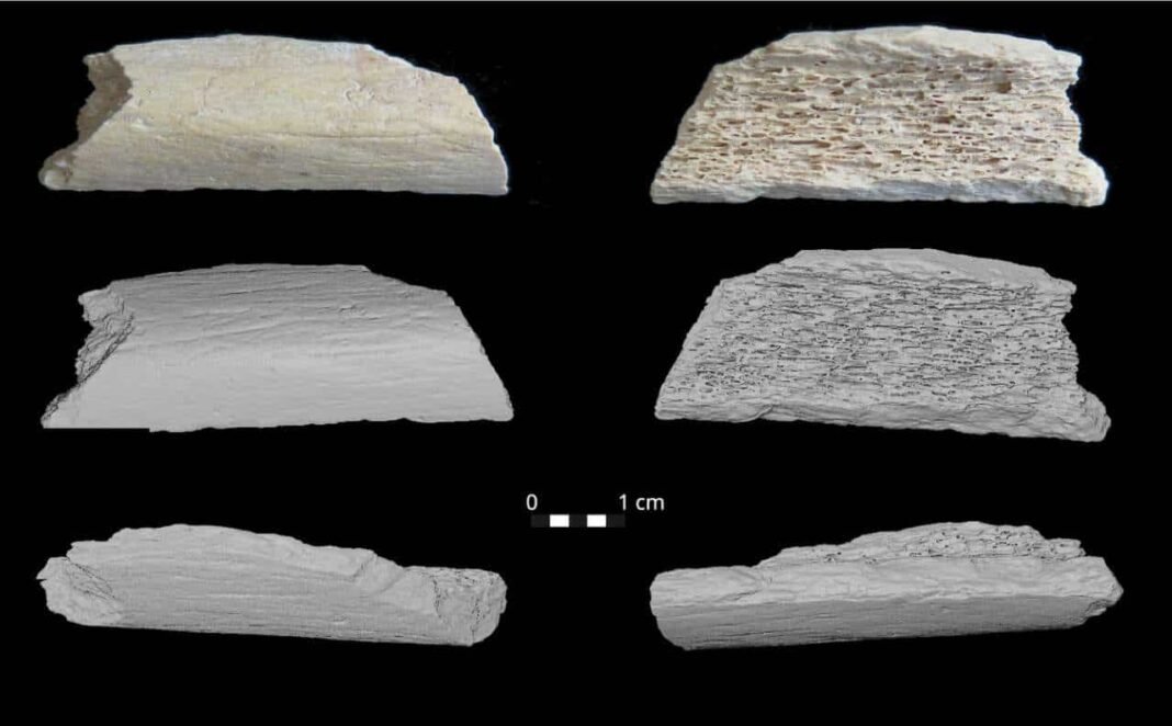 neanderthal-dna-from-crimea-reveals-link-between-european-and-asian-populations neanderthal-dna-from-crimea-reveals-link-between-european-and-asian-populations