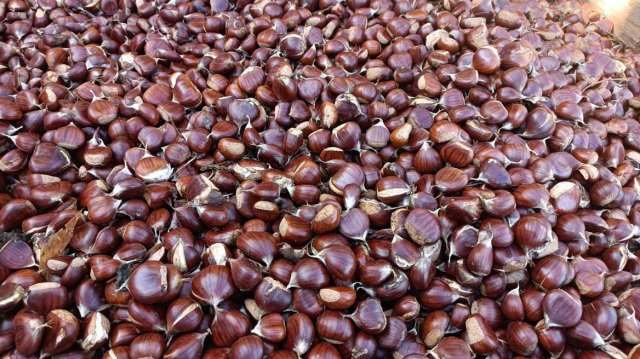 Μελάνωση-και-ανομβρία-σκοτώνουν-την-παραγωγή-καστάνου-στο-Πήλιο-μετά-τον-daniel Μελάνωση-και-ανομβρία-σκοτώνουν-την-παραγωγή-καστάνου-στο-Πήλιο-μετά-τον-daniel