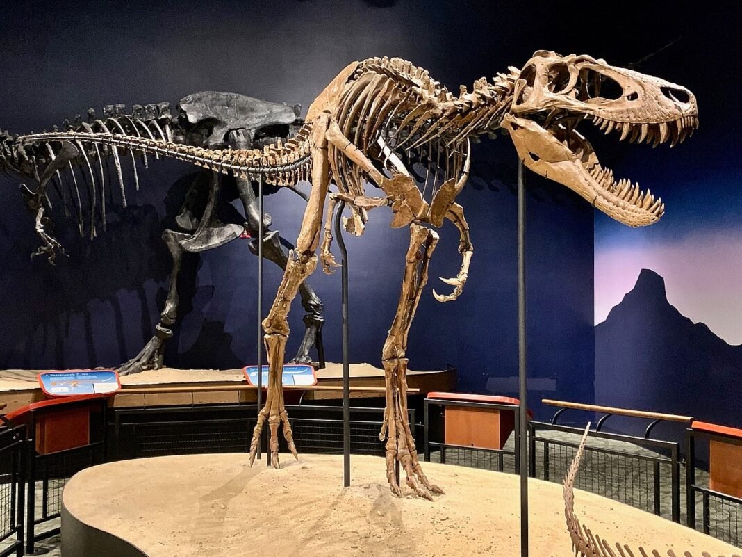 nanotyrannus-dinosaur-discovery-rewrites-t.-rex-history