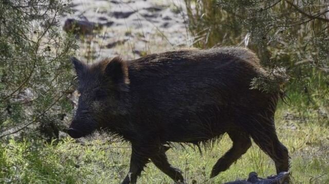 Τροχαίο με αγριογούρουνο στην Εύβοια: Σκοτώθηκε το ζώο, υλικές ζημιές στο αυτοκίνητο