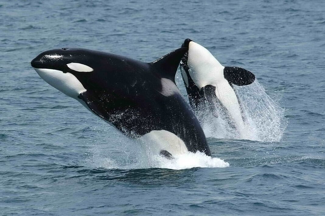 orcas-filmed-hunting-great-white-sharks-and-eating-only-their-livers
