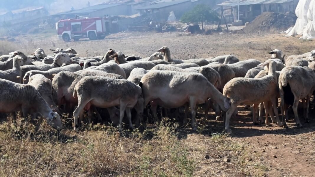 Θετικό κρούσμα ευλογιάς αιγοπροβάτων στο Αργοστόλι – Προανάκριση για παράβαση στη διαδικασία ταφής 14 νεκρών ζώων