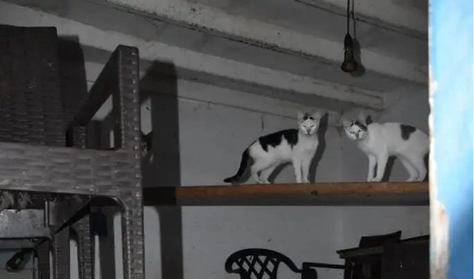 animal-abuse:-record-fine-after-58-cats-found-malnourished-and-locked-up-on-greek-island