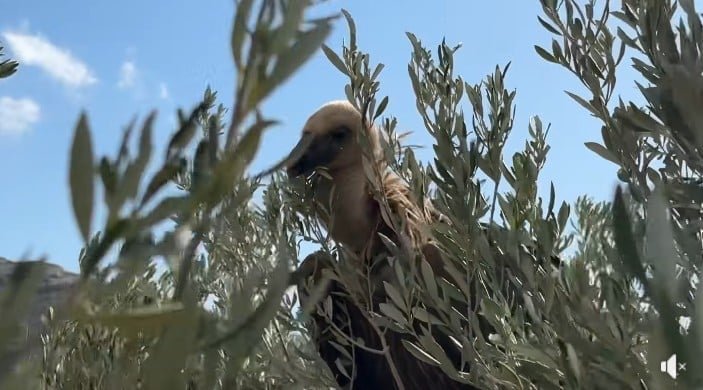dramatic-scenes-as-exhausted-vulture-lands-on-dog-shelter-in-crete