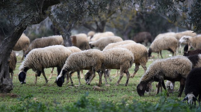 Οριστικό τέλος στην «τεχνική λύση» – Με τα τιμολόγια για γάλα, κρέας και ζωοτροφές θα πιστοποιείται ο αριθμός των ζώων κάθε μονάδας Οριστικό-τέλος-στην-«τεχνική-λύση»-–-Με-τα-τιμολόγια-για-γάλα,-κρέας-και-ζωοτροφές-θα-πιστοποιείται-ο-αριθμός-των-ζώων-κάθε-μονάδας